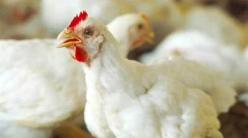 هبوط 5 جنيهات.. أسعار الفراخ البيضاء تسجل تراجعاً جديداً في أول أيام رمضان 2026